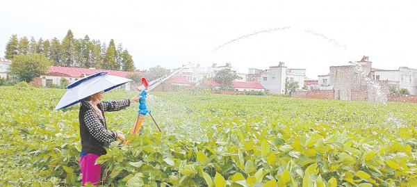 全国秋粮收获进入高峰期,全国秋粮收获进入高峰期，丰收的喜悦与未来的展望，全国秋粮收获高峰来临，丰收的喜悦与未来展望