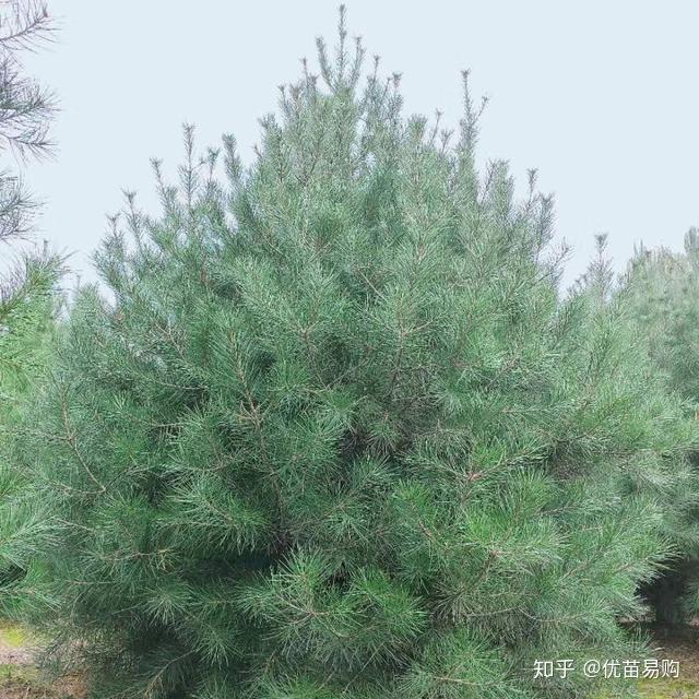 白皮松最新价格,白皮松最新价格动态及市场分析，白皮松最新价格动态、市场分析与价格概览