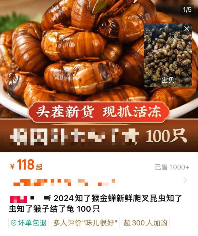 蝉蜕最新价格,蝉蜕最新价格及其市场动态分析，蝉蜕最新价格与市场动态分析概览