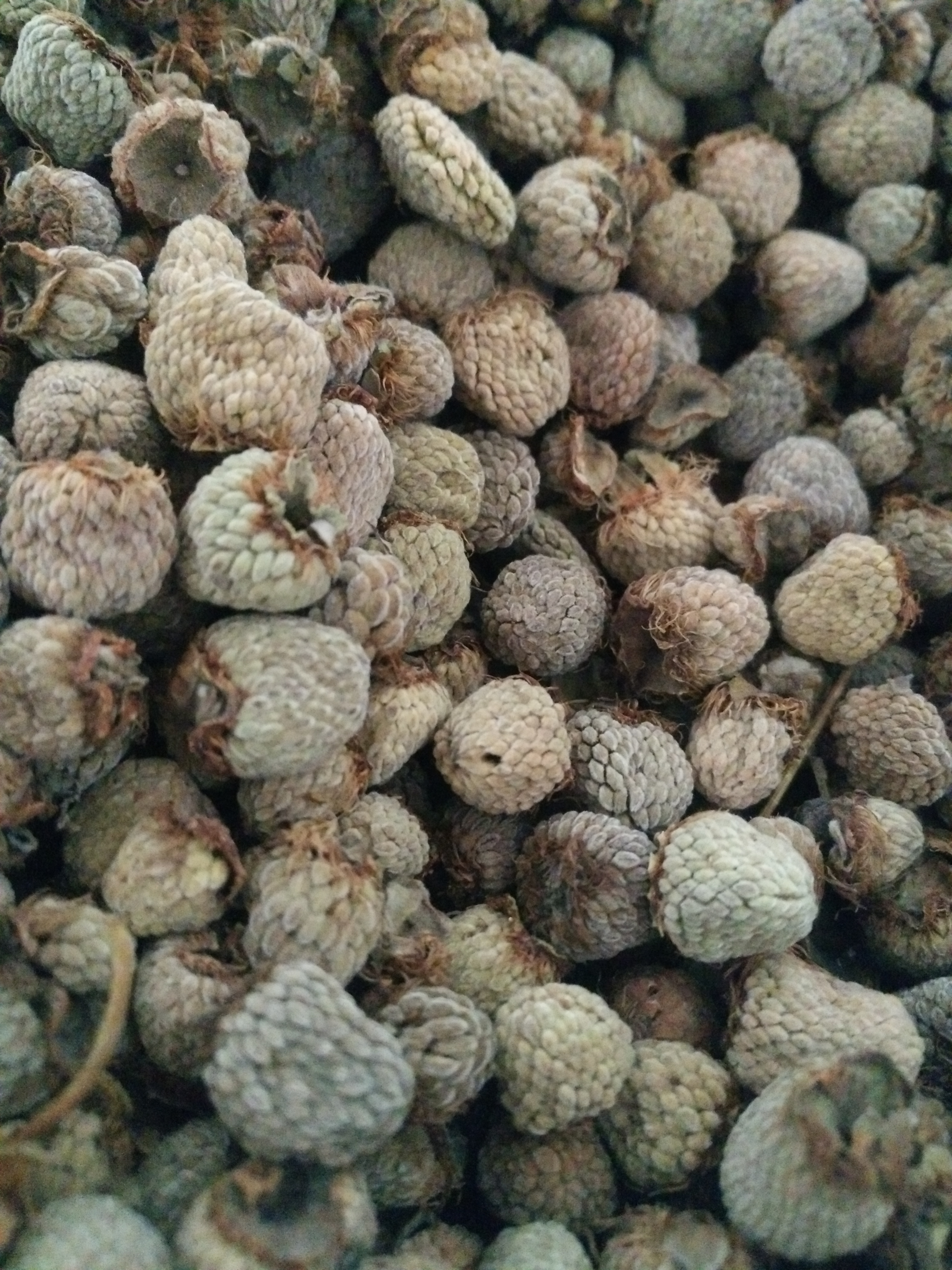 覆盘子最新价格,覆盘子最新价格动态及市场分析，覆盘子最新价格与市场动态分析
