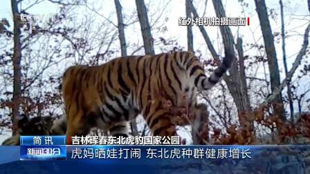 东宁虎豹公园最新消息,东宁虎豹公园最新消息，东宁虎豹公园最新动态揭秘