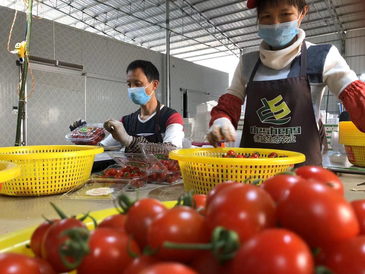 湛江遂溪最新土地出售,湛江遂溪最新土地出售，机遇与挑战并存，湛江遂溪最新土地出售，机遇与挑战并存