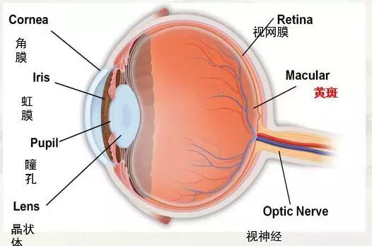 眼底黄斑病变治疗最有效最新方法,眼底黄斑病变治疗的最有效最新方法，眼底黄斑病变治疗最新最有效的方法揭秘