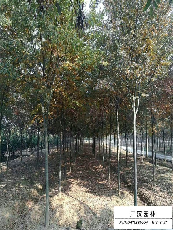 红榉树最新价格,红榉树最新价格及其市场趋势分析，红榉树最新价格与市场趋势解析