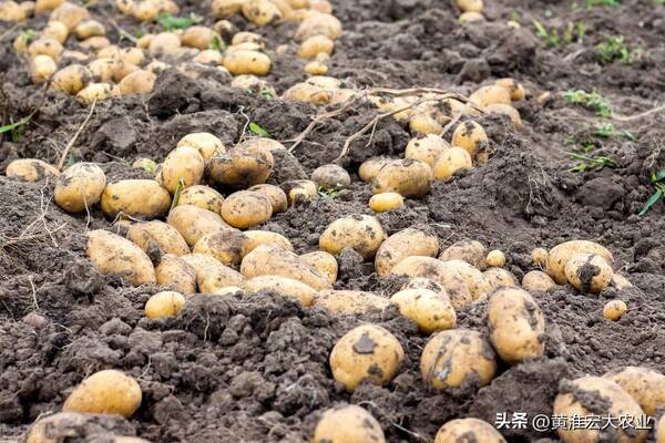 今年土豆价格最新价格,今年土豆价格最新动态，市场走势、影响因素与未来预测，今年土豆价格动态及市场走势，最新行情、影响因素与未来预测