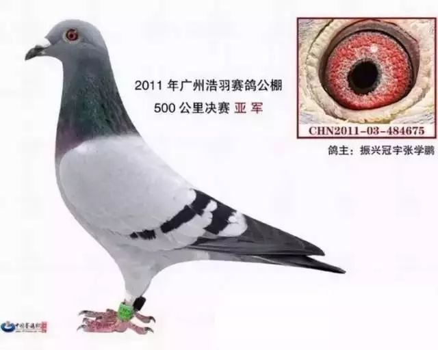 红枫赛鸽公棚最新信息,红枫赛鸽公棚最新信息概述，红枫赛鸽公棚最新信息概览
