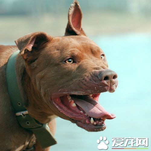 比特犬酷魄最新消息,比特犬酷魄的最新消息，热血与力量的完美结合，比特犬酷魄，热血与力量的最新完美结合消息揭秘