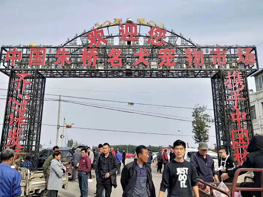 莱州朱桥狗市最新消息,莱州朱桥狗市最新消息深度报道，莱州朱桥狗市最新动态深度报道