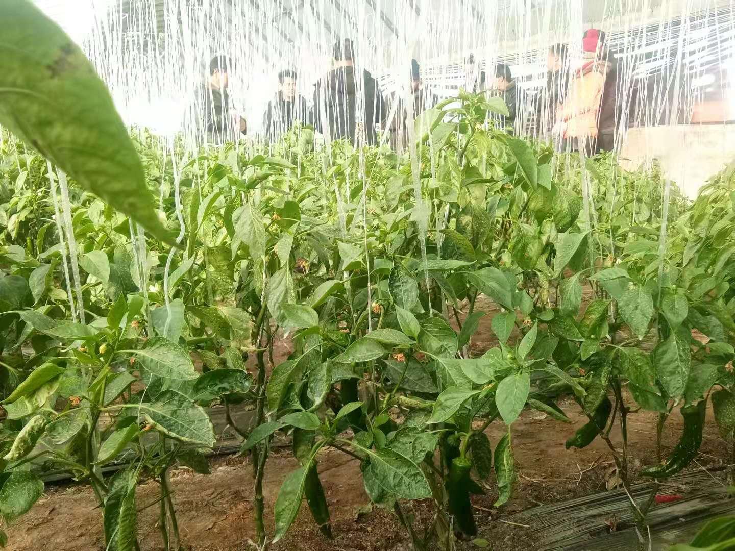 陇椒最新品种,陇椒最新品种，探索与未来展望，陇椒最新品种，探索、展望与发展趋势