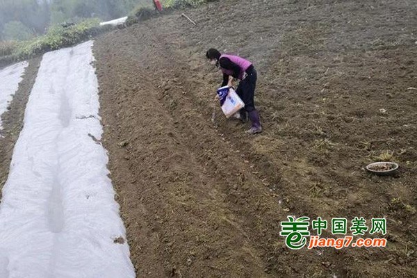 广东生姜价格最新价格,广东生姜最新价格动态分析