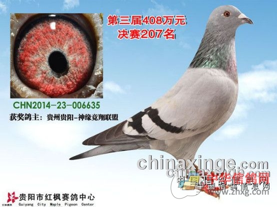 红枫赛鸽公棚最新信息,红枫赛鸽公棚最新信息概述，红枫赛鸽公棚最新信息概览