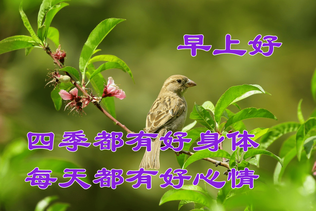 最新早上好带字图片,最新早上好带字图片，唤醒美好的一天，最新早上好带字图片，唤醒美好一天的开始
