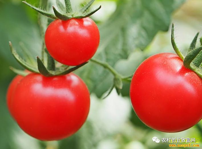 西红柿价格最新行情,西红柿价格最新行情分析，西红柿最新价格行情及分析概述