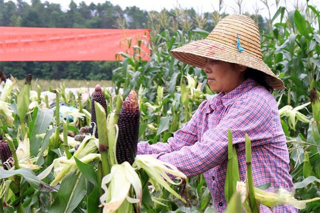 广西玉米价格最新行情,广西玉米价格最新行情分析，广西玉米价格最新行情及分析概览