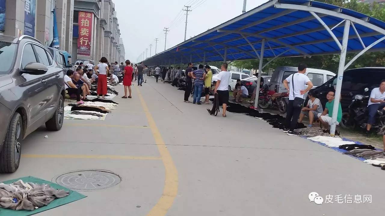 尚村最新貂皮价格,尚村最新貂皮价格动态分析，尚村貂皮价格最新动态及分析