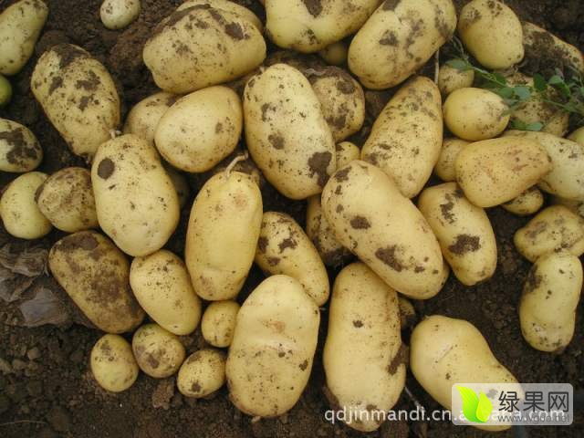 四川土豆价格最新行情,四川土豆价格最新行情分析，四川土豆最新价格行情及分析