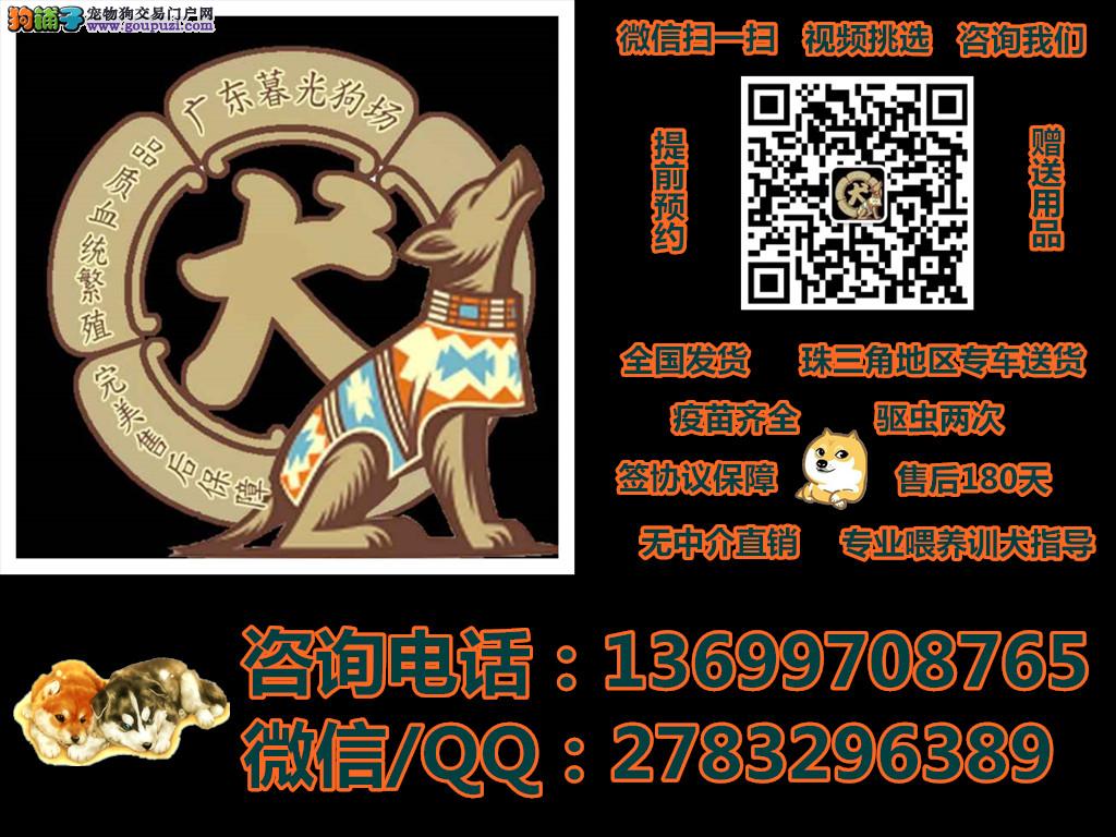 最新马犬转让,最新马犬转让信息及其相关探讨，最新马犬转让信息及探讨，品种特点与选购指南