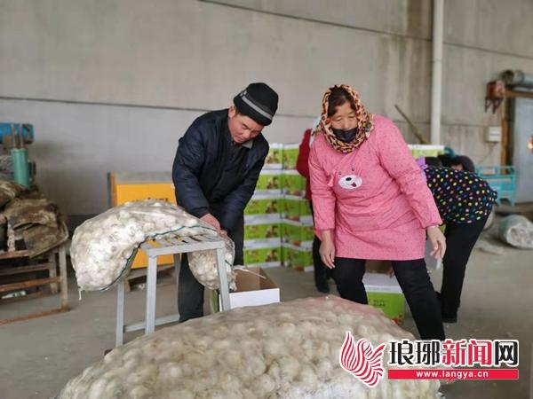 苍山蒜苔最新价格,苍山蒜苔最新价格动态及市场分析，苍山蒜苔最新价格动态与市场分析，洞悉蒜苔市场动态及价格走势