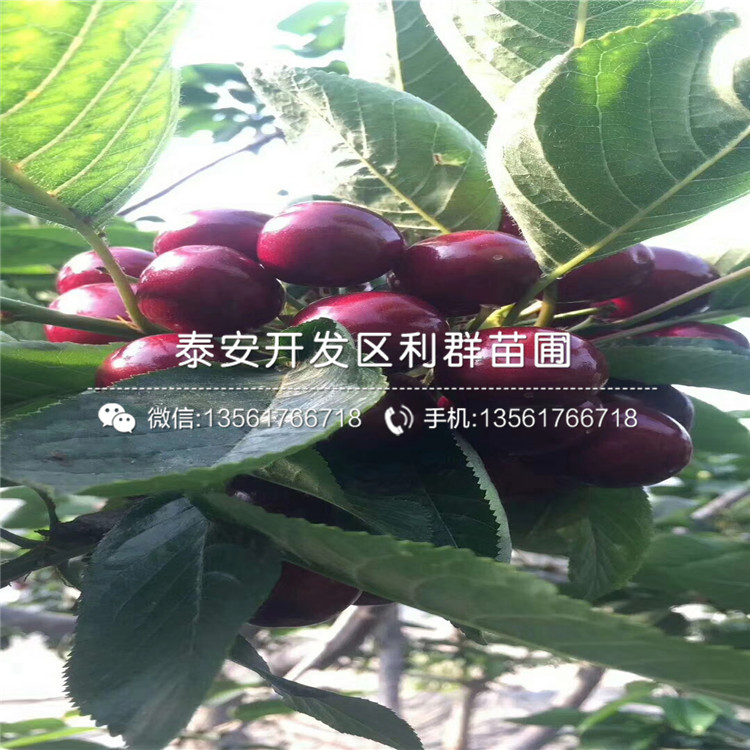 山东樱桃价格最新行情,山东樱桃价格最新行情分析，山东樱桃价格最新行情揭秘，全面分析与市场走势预测