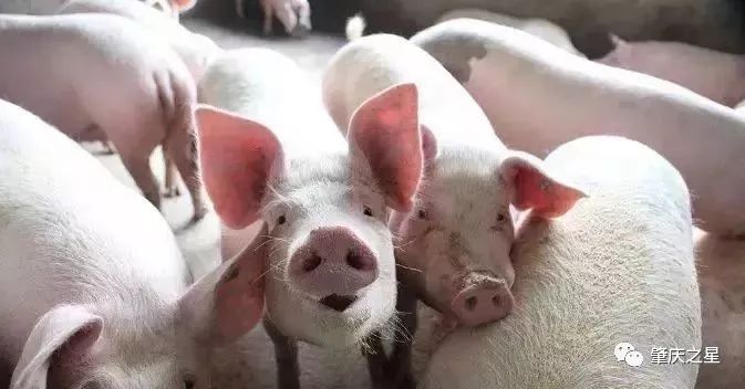 中国非洲猪瘟最新消息,中国非洲猪瘟最新消息全面解析，中国非洲猪瘟最新动态全面解析，最新消息与进展